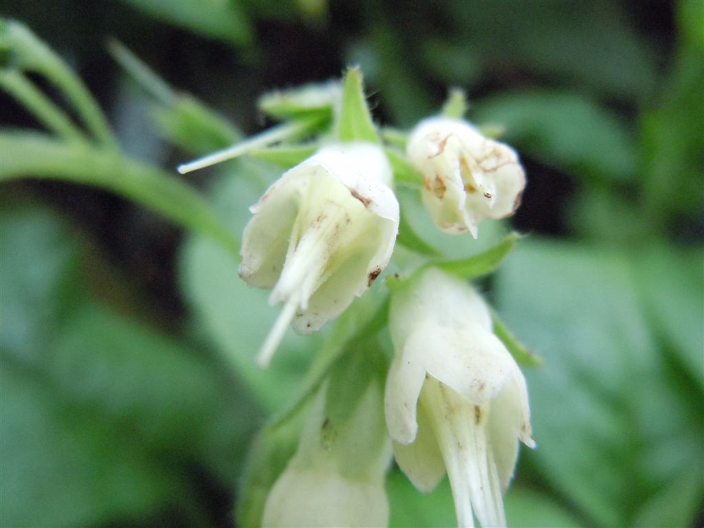 Symphytum bulbosum